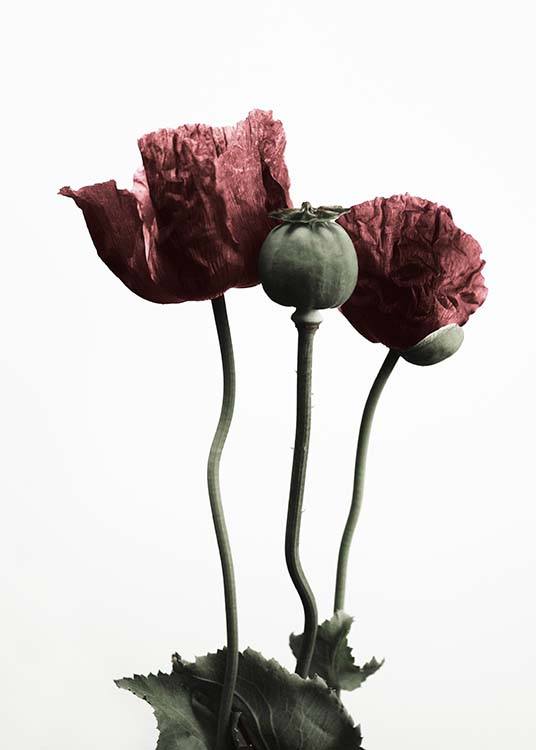 Red Poppy Flower Affiche / Botanique chez Desenio AB (2122)