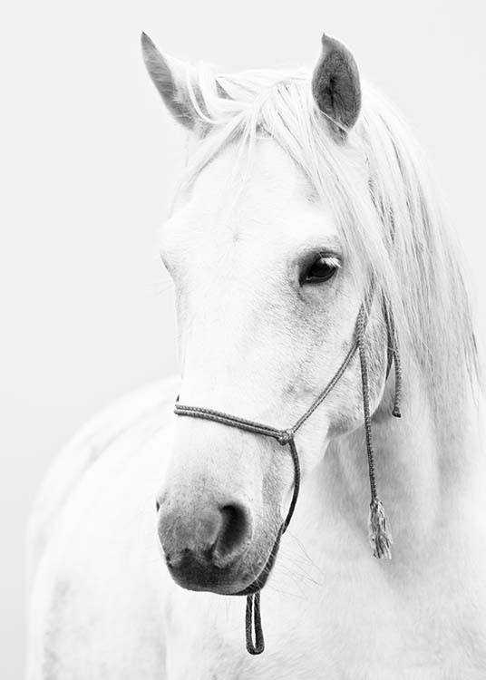  – Poster animalier en noir et blanc d'un cheval blanc 
