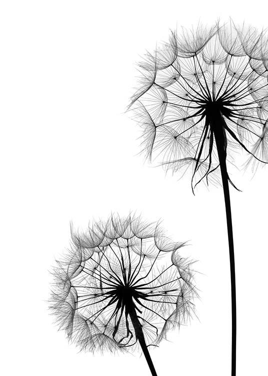 Dandelion No1 Affiche / Noir et blanc chez Desenio AB (2392)