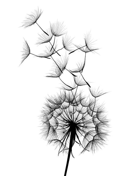  – Affiche botanique en noir et blanc avec un pissenlit et des graines qui s’en échappent