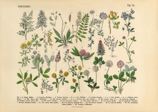  – Poster rétro avec toutes sortes de plantes et de fleurs que l'on pourrait trouver dans un jardin de l'époque victorienne
