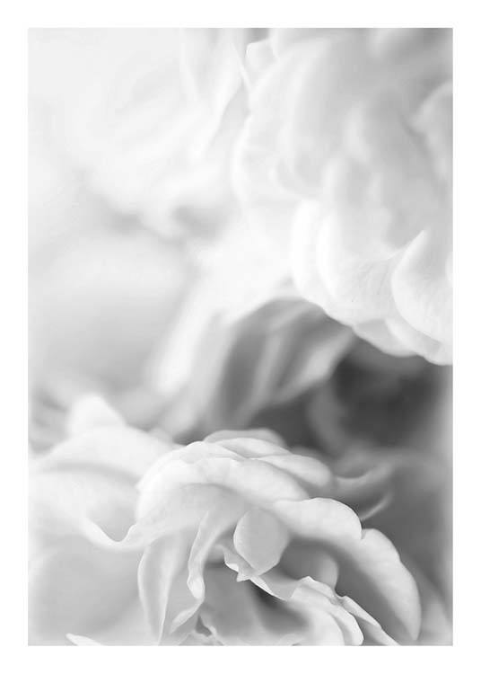  – Poster botanique de roses en gros plan et de couleur rose pâle