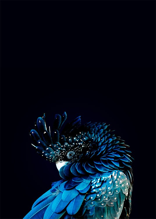 Blue Cockatoo Affiche / Photographie chez Desenio AB (2730)