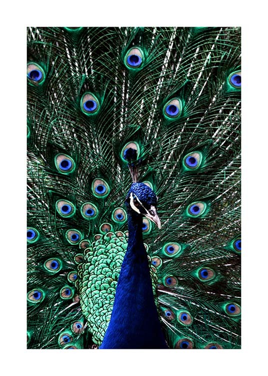 Peacock Affiche / Photographie chez Desenio AB (2733)