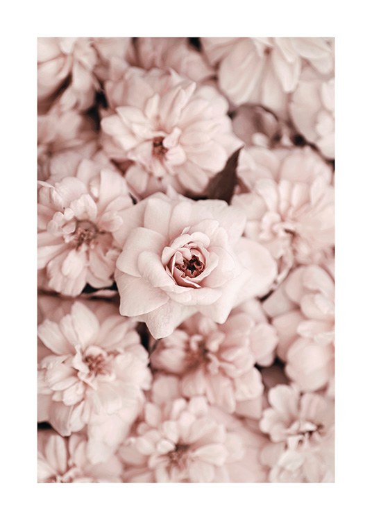 Bed Of Flowers Affiche / Photographie chez Desenio AB (2786)
