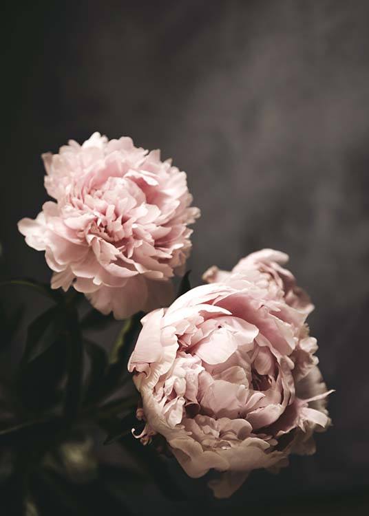 – Photographie de deux grandes pivoines roses sur un fond gris foncé