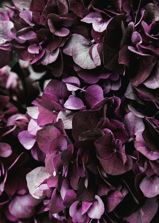 Purple Hydrangea Close Up Affiche / Photographie chez Desenio AB (2825)