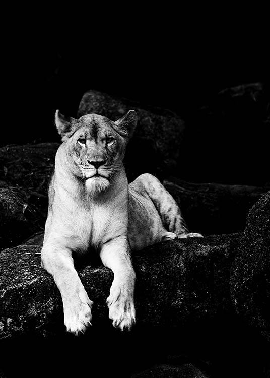 Lioness B&W Affiche / Noir et blanc chez Desenio AB (2908)
