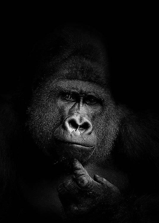 Gorilla B&W Affiche / Noir et blanc chez Desenio AB (2910)