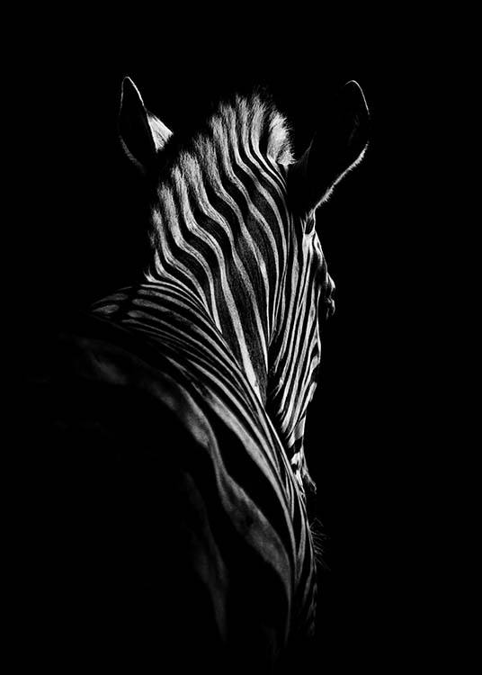 Zebra B&W Affiche / Noir et blanc chez Desenio AB (2911)