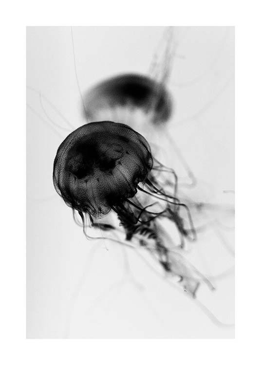 Floating Jelly Fish Affiche / Noir et blanc chez Desenio AB (3104)
