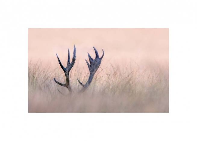 Deer Antlers Affiche / Photographie chez Desenio AB (3137)