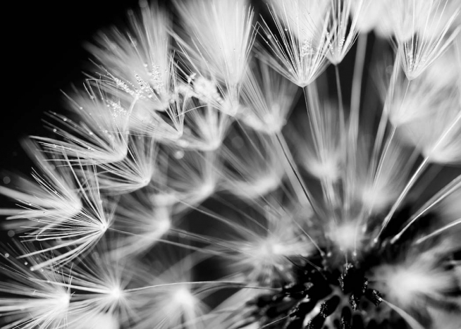 Dandelion Morning Dew Affiche / Noir et blanc chez Desenio AB (3141)