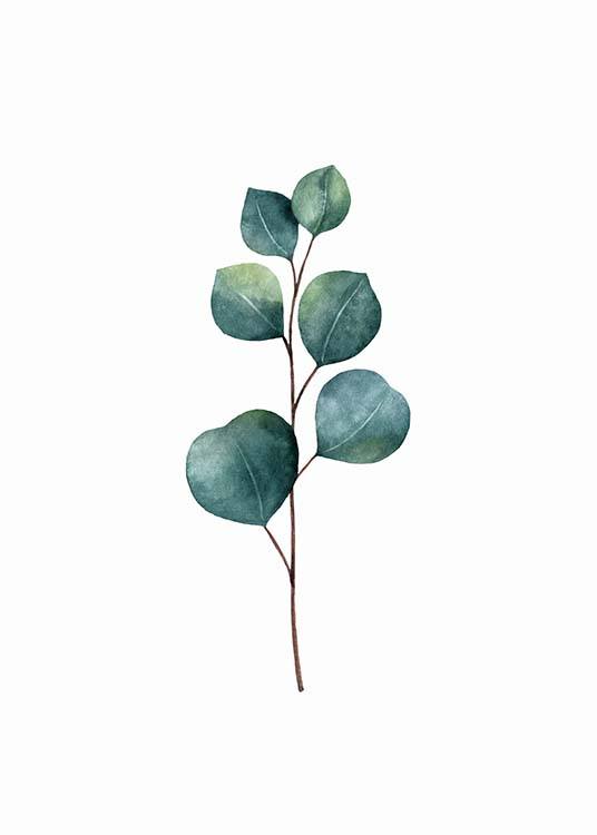 Eucalyptus Affiche / Botanique chez Desenio AB (3270)