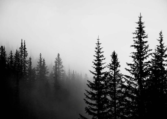 Foggy Tree Tops Affiche / Noir et blanc chez Desenio AB (3303)
