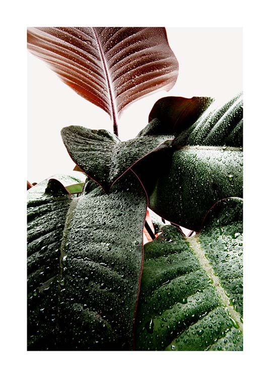 Wet Rubber Leaf One Affiche / Photographie chez Desenio AB (3335)