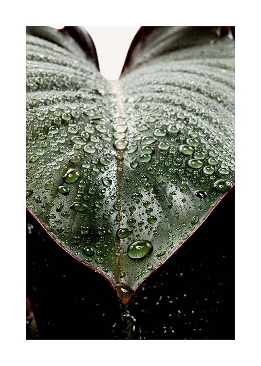 Wet Rubber Leaf Two Affiche / Photographie chez Desenio AB (3336)