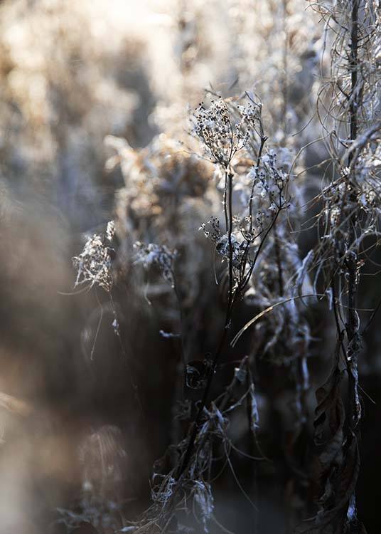Frosty Meadow Affiche / Photographie chez Desenio AB (3495)