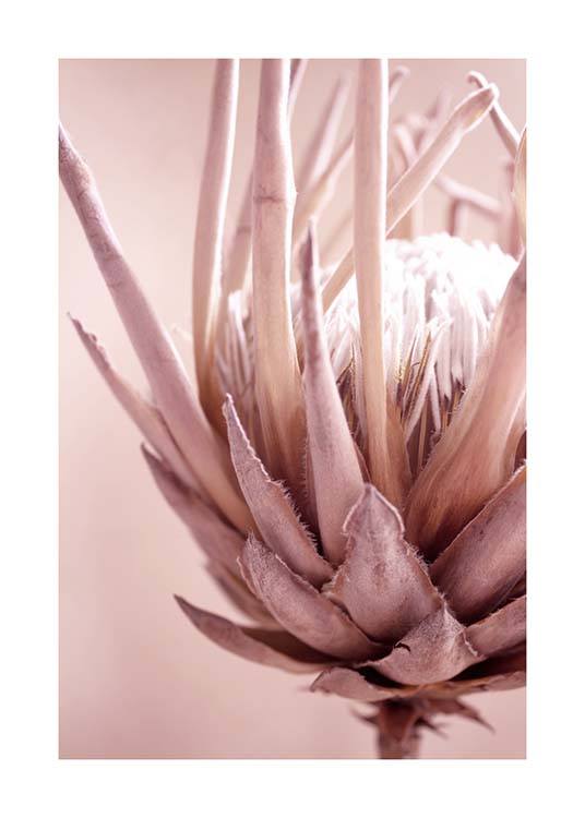 Protea Flower Affiche / Photographie chez Desenio AB (3529)