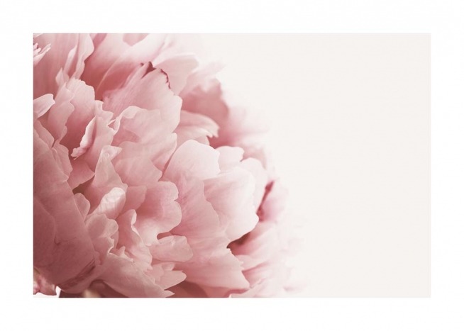 Pink Peony Close Up Affiche / Photographie chez Desenio AB (3530)