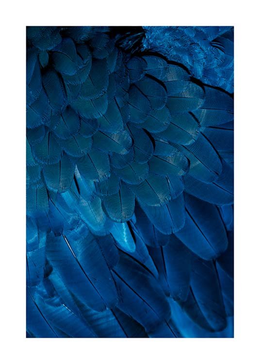 Deep Blue Feathers Affiche / Photographie chez Desenio AB (3538)
