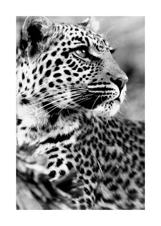 Leopard Affiche / Noir et blanc chez Desenio AB (3541)
