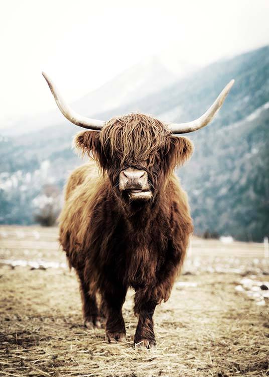  – Photographie d’une vache écossaise marron dans un champ devant un paysage montagneux
