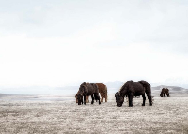 Horses On Field Affiche / Photographie chez Desenio AB (3545)