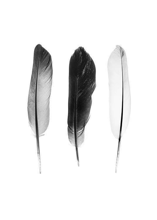 Black And White Feathers Affiche / Noir et blanc chez Desenio AB (3634)