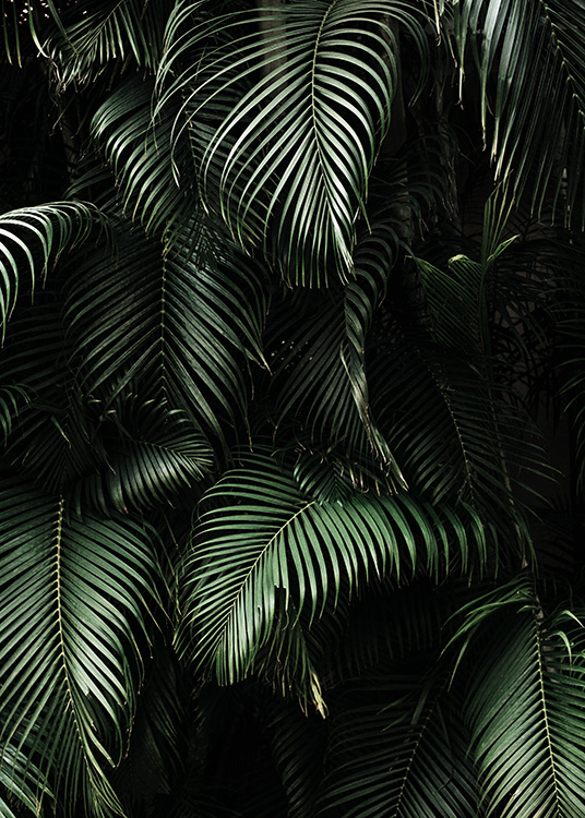 Dark Green Palm Leaves No2 Affiche / Photographie chez Desenio AB (3773)
