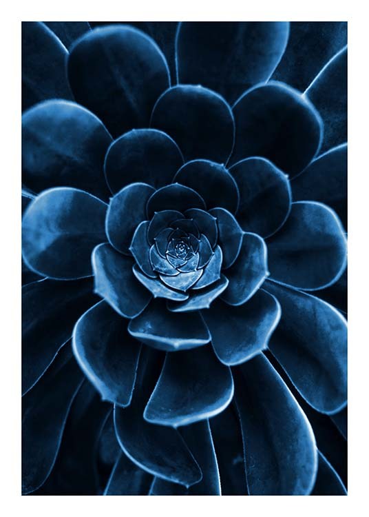  – Photographie d’une plante grasse en bleu foncé avec un accent sur les feuilles au milieu