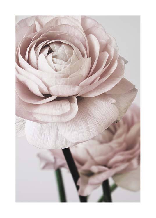  – Photographie de grandes pivoines roses avec un fond gris derrière