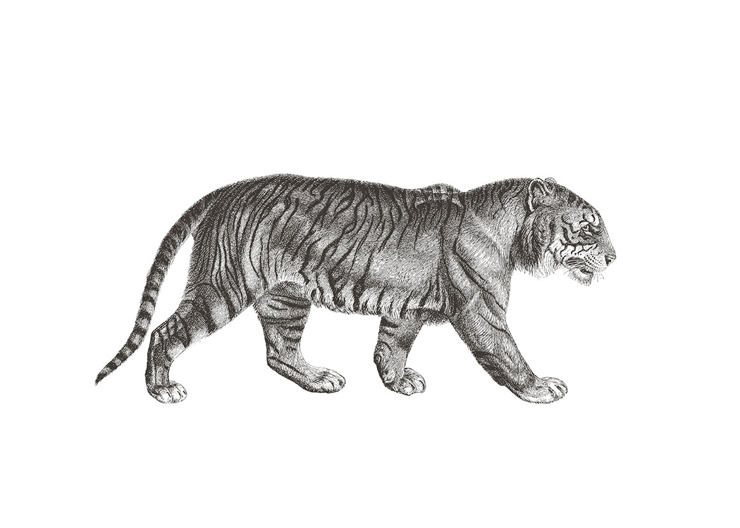 Tiger Illustration, Affiche / Noir et blanc chez Desenio AB (7032)