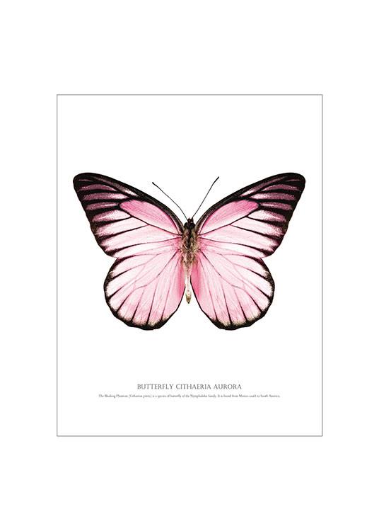 Butterfly Pink, Poster Fond Blanc  / Affiche citation chez Desenio AB (7461)