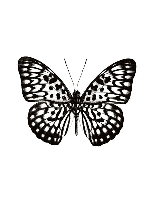 Butterfly Black And White, Poster / Insectes et animaux chez Desenio AB (7591)