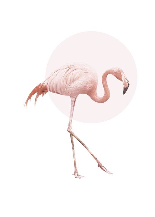 Illustrated Flamingo, Posters / Insectes et animaux chez Desenio AB (7826)