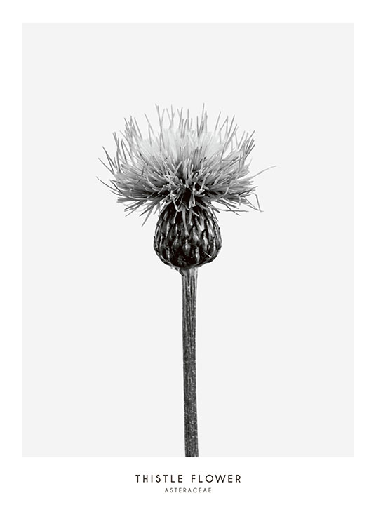 Thistle Flower, Affiche / Noir et blanc chez Desenio AB (7937)