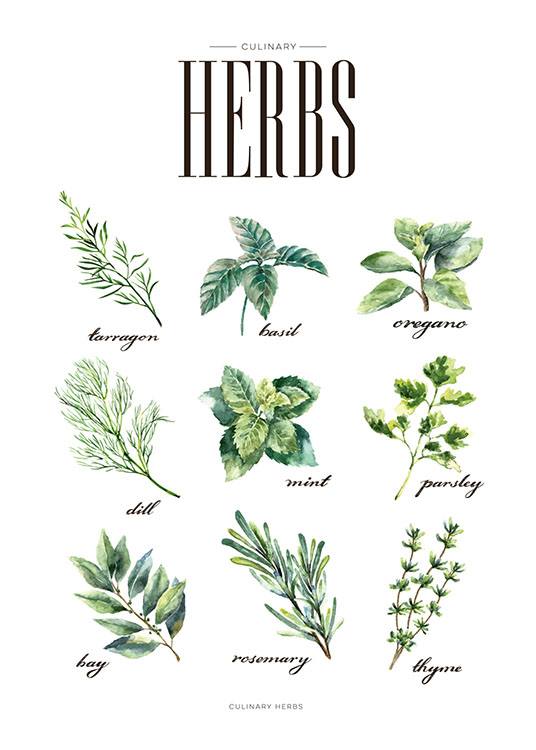 Herbs Green, Affiche / Affiches cuisine chez Desenio AB (8230)