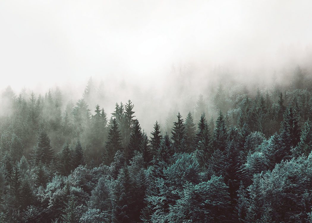  – Photographie d’un paysage forestier brumeux avec des cimes recouvertes de brouillard