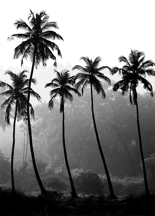  – Photographie en noir et blanc d’un groupe de grands palmiers avec une forêt tropicale à l’arrière-plan
