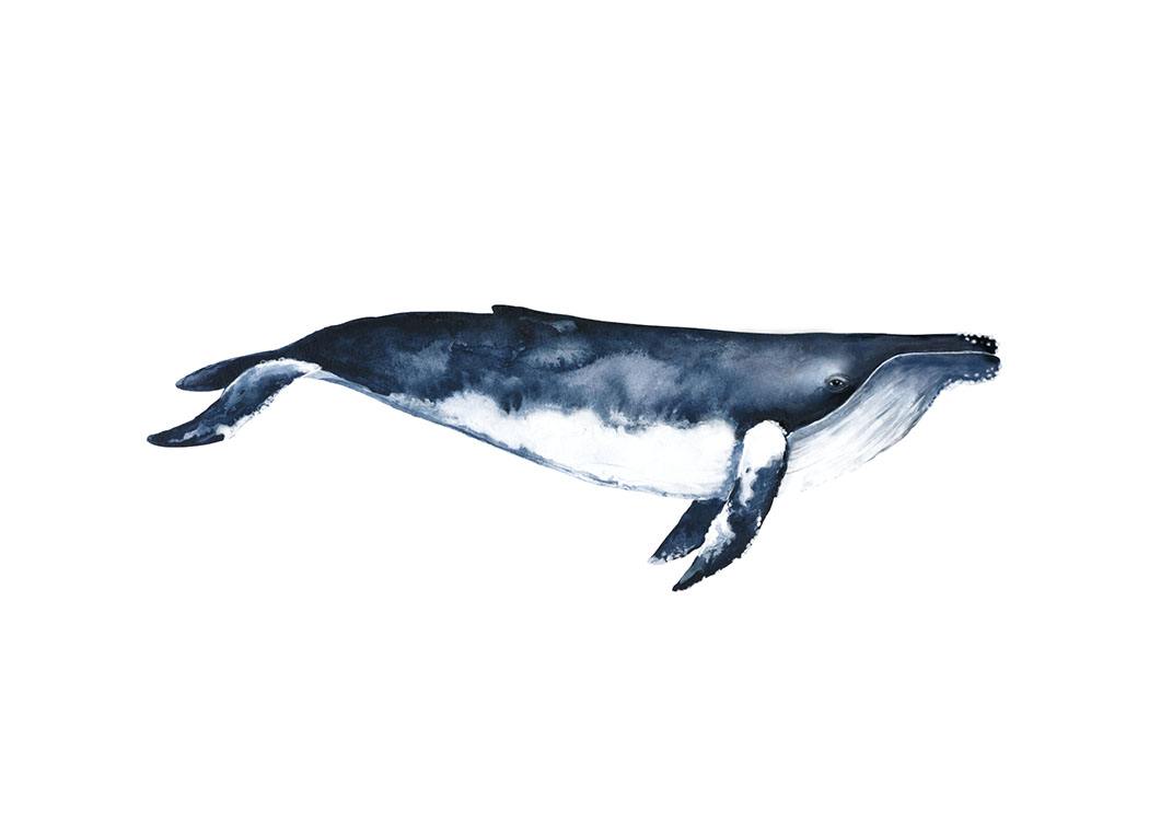 Humpback Whale Poster / Illustrations chez Desenio AB (8416)