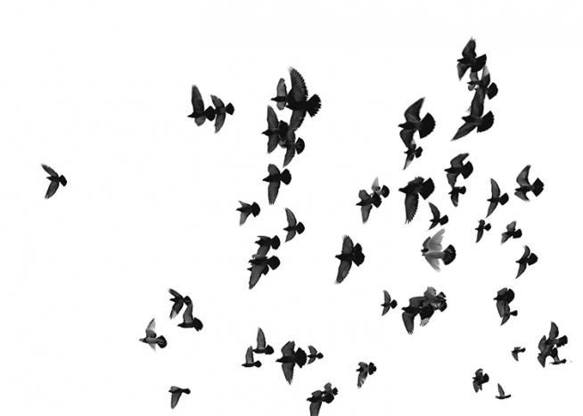 Flying Birds, Affiche / Noir et blanc chez Desenio AB (8419)