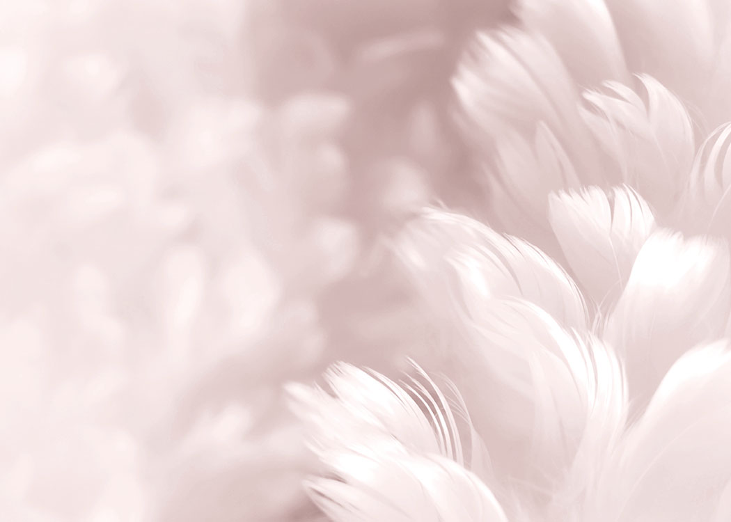 Fluffy Pink Feathers, Affiche / Photographie chez Desenio AB (8512)