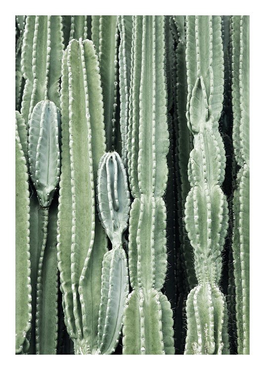 Cactus, Affiches / Photographie chez Desenio AB (8539)