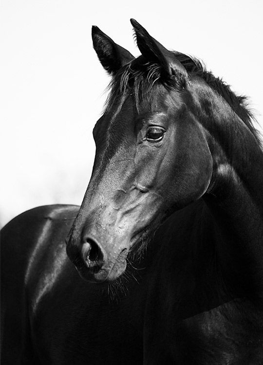 Black Stallion, Affiche / Photographie chez Desenio AB (8575)