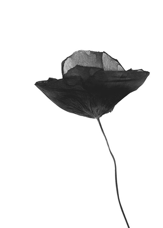 Black Poppy Flower, Affiche / Fleurs chez Desenio AB (8629)