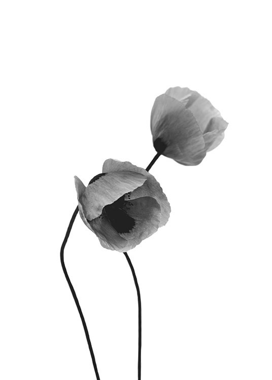Grey Poppy Flowers, Affiche / Noir et blanc chez Desenio AB (8631)