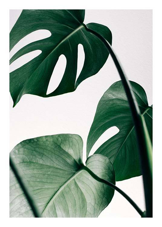  – Photographie d’un groupe de feuilles vertes de monstera sur un fond gris clair