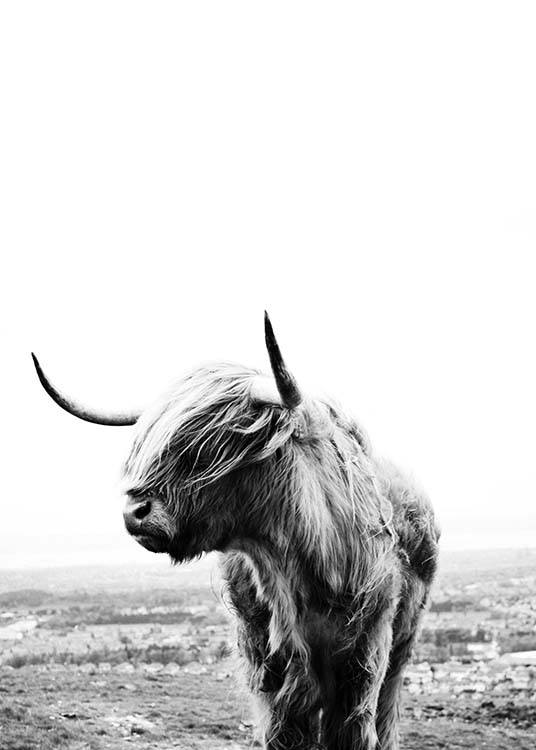  – Photographie en noir et blanc d’une vache écossaise avec sa tête sur le côté
