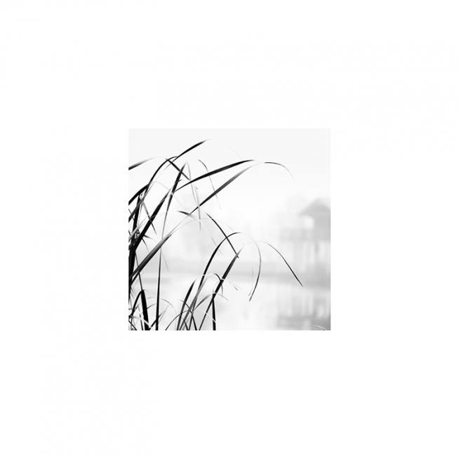High Grass Affiche  / Noir et blanc chez Desenio AB (8910)
